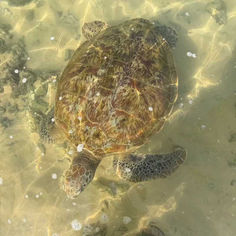 A sea turtle swimming in clear, shallow water