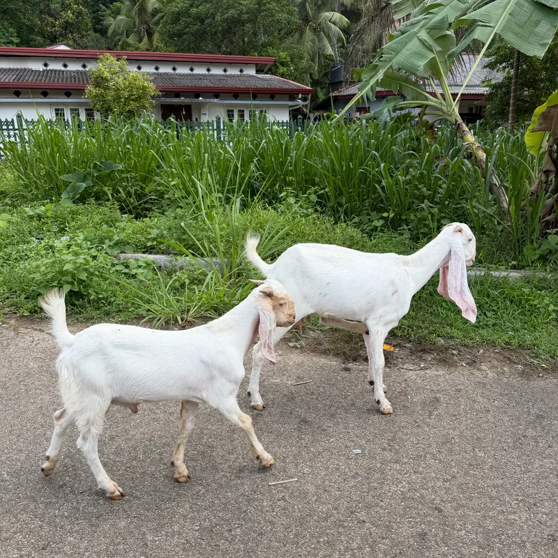 Two white goats with long floppy ears by the roadside