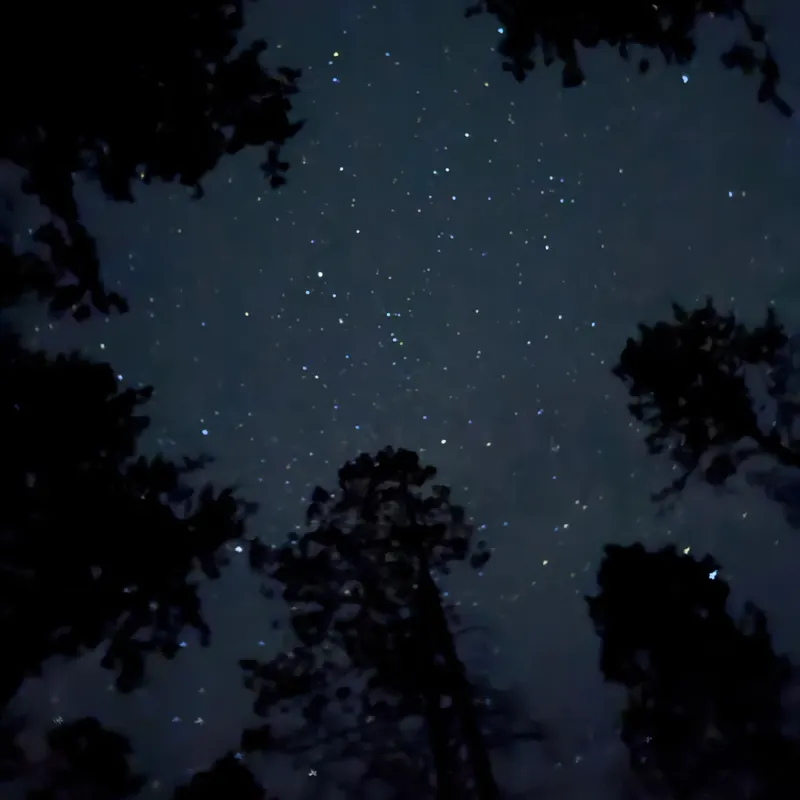 A starry night sky framed by silhouetted trees